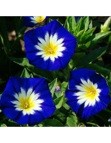 Convolvulus tricolor bleu (Belle de jour)