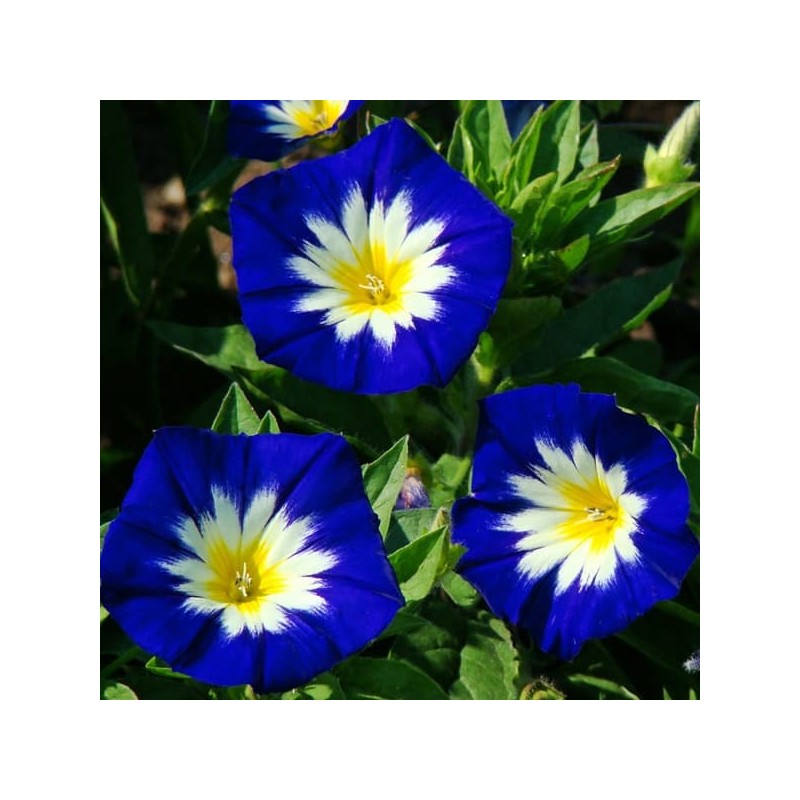 Graine Belle de jour bleue ( Concolvulus tricolor)