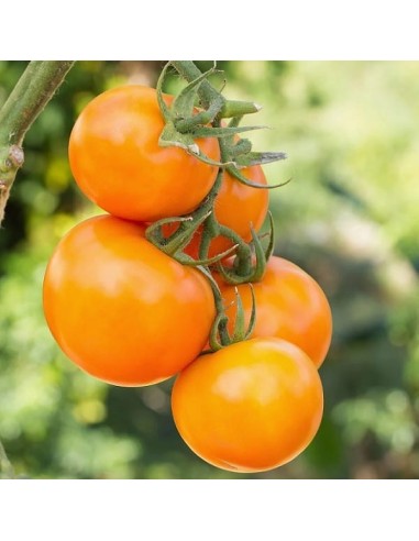 Tomate Valencia
