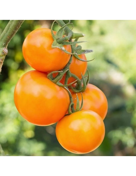 Tomate Valencia