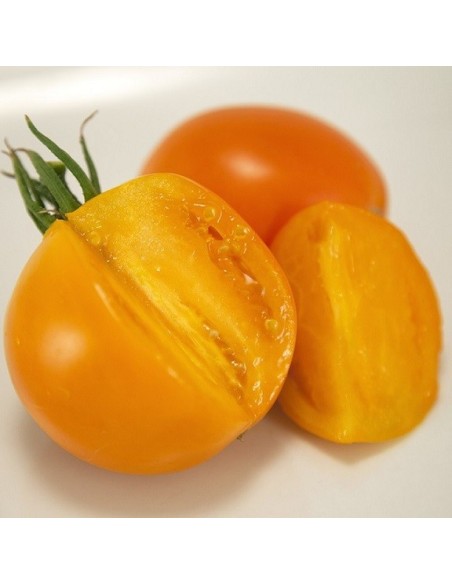 Tomate Valencia