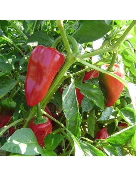 Poivron Piquillo