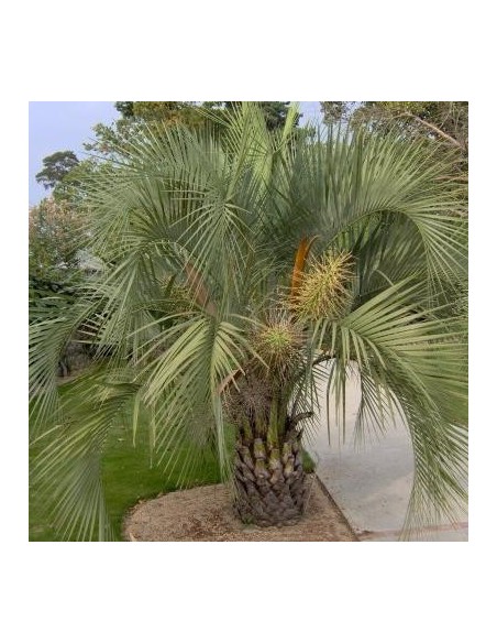 Butia yatay 
