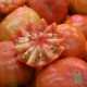 Tomate Muchamiel (tomate ancienne)