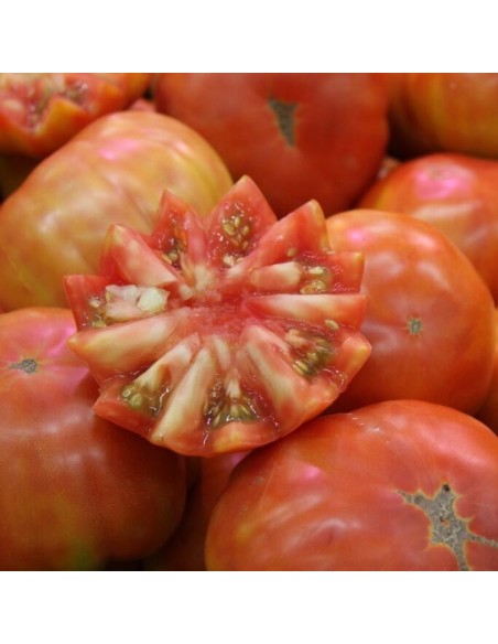 Tomate Muchamiel (tomate ancienne)