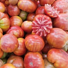 Tomate Muchamiel (tomate ancienne)