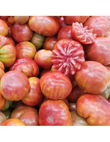 Tomate Muchamiel (tomate ancienne)