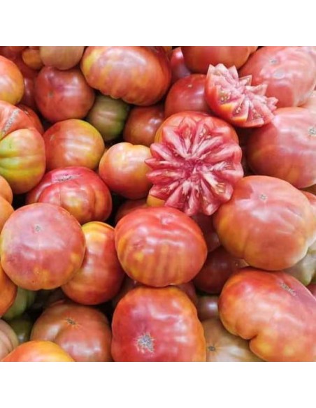 Tomate Muchamiel (tomate ancienne)