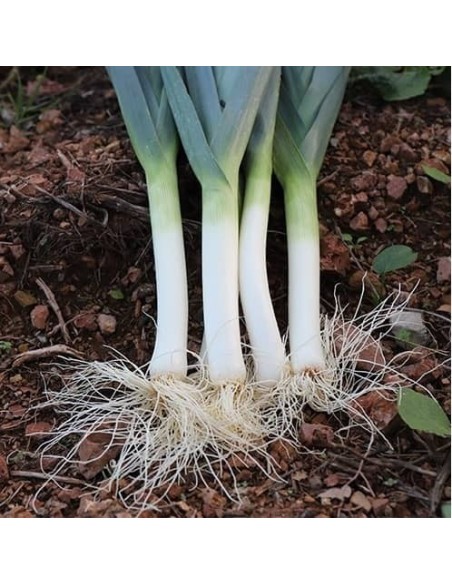 Poireau Gros du Midi 2