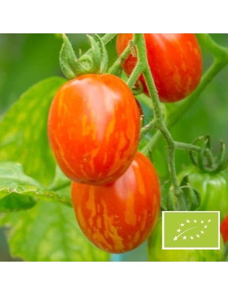 Tomate Matt's Folly BIO