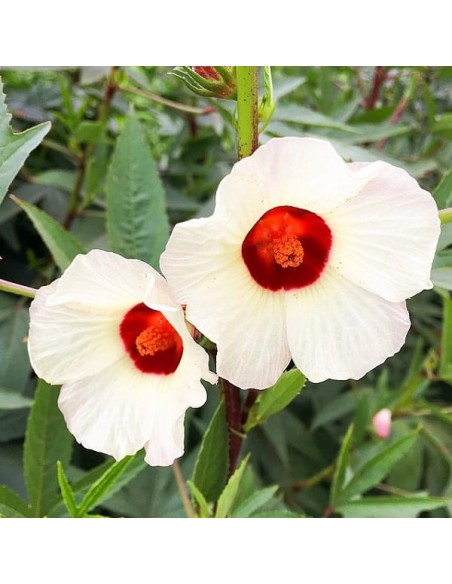 Roselle (Hibiscus sabdariffa)
