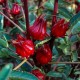 Roselle (Hibiscus sabdariffa)