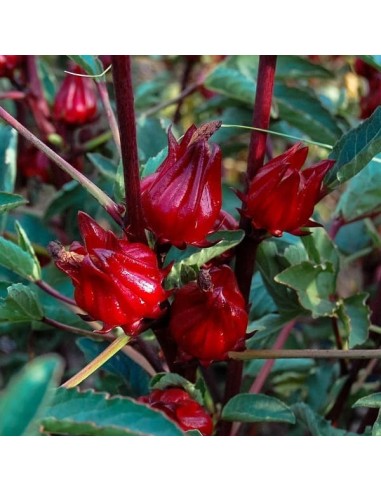 Roselle (Hibiscus sabdariffa)