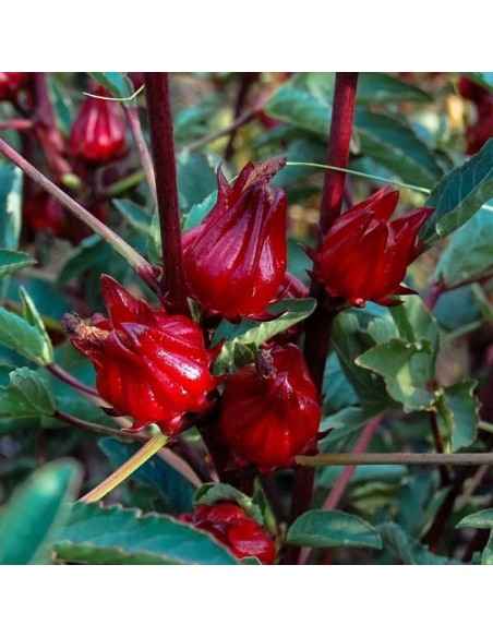 Roselle (Hibiscus sabdariffa)
