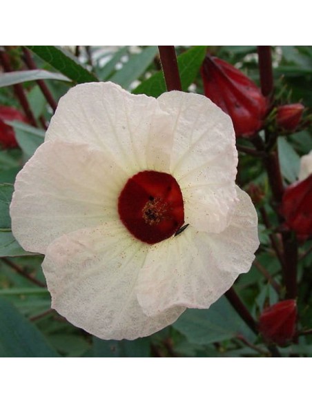 Roselle (Hibiscus sabdariffa)