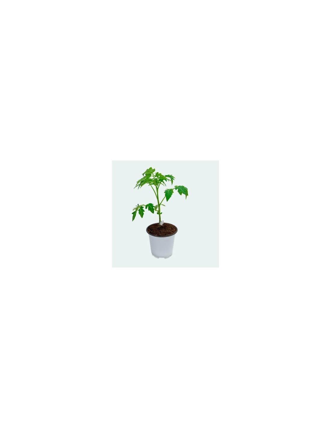 50 Pinces à Greffe Pour Jardin – Concombre, Aubergine, Pastèque, Facile à Utiliser