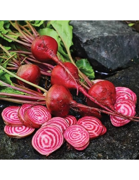 Betterave 'Chioggia'