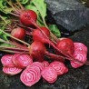 Betterave 'Chioggia'