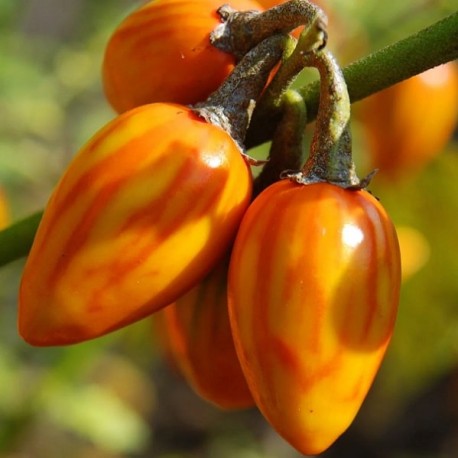 Graines Aubergine Eggplant Striped Toga seeds