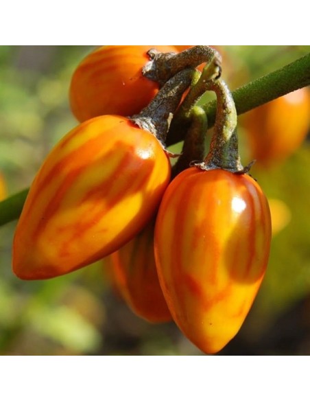 Graines Aubergine Eggplant Striped Toga seeds