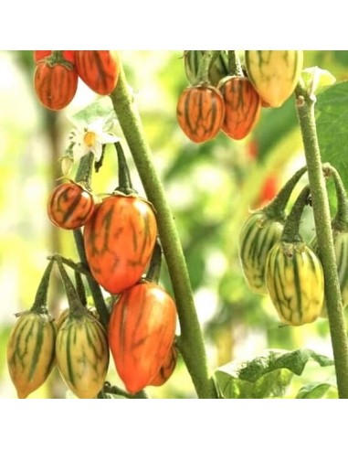 Graines Aubergine Eggplant Striped Toga seeds