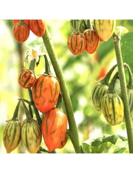 Graines Aubergine Eggplant Striped Toga seeds