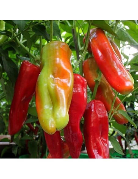 Poivron Aconcagua géant BIO