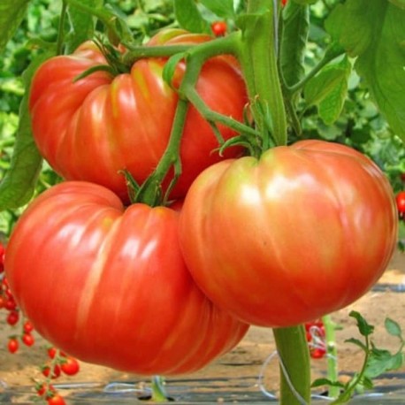 Tomate Pantano romanesco (tomate ancienne)