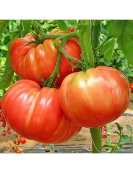 Tomate Pantano romanesco (tomate ancienne)