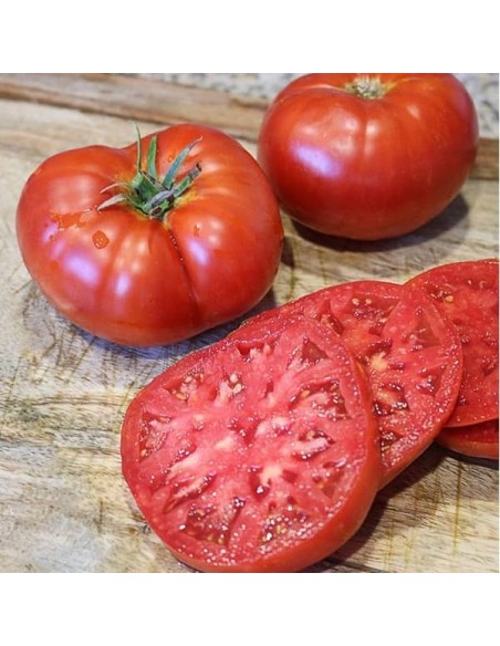Tomate Beefmaster F1