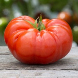 Tomate Beefmaster F1