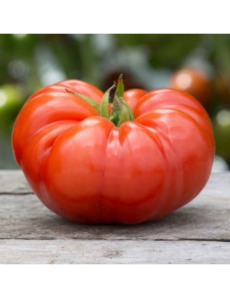 Tomate Beefmaster F1