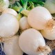 Oignon Blanc de Rebouillon