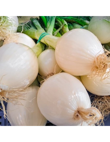 Oignon Blanc de Rebouillon