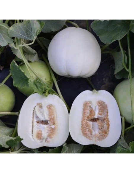 Melon Bai Mibao (melon asiatique)