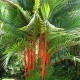 Cyrtostachys renda (Palmier à tronc rouge)
