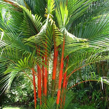 60 Graines De Palmier Vert Rouge - Pour Plantation Intérieur/extérieur - Paquet De Semences Fraîches - 4