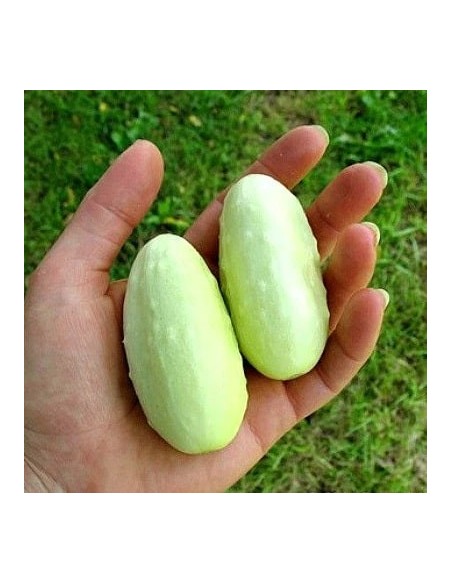 Concombre miniature blanc