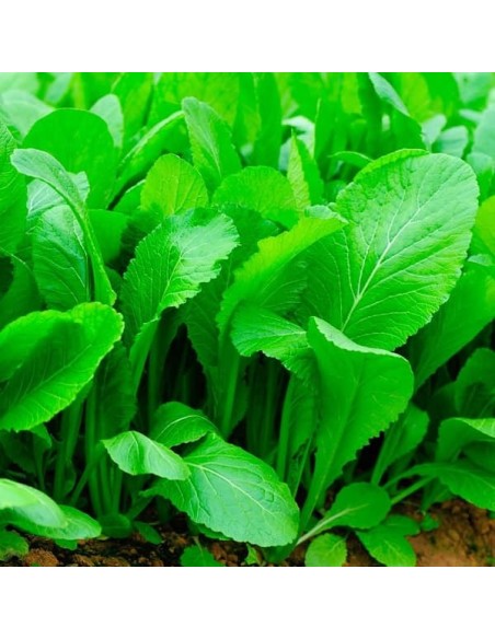 Moutarde Tendergreen