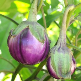 Aubergine Thaï mauve