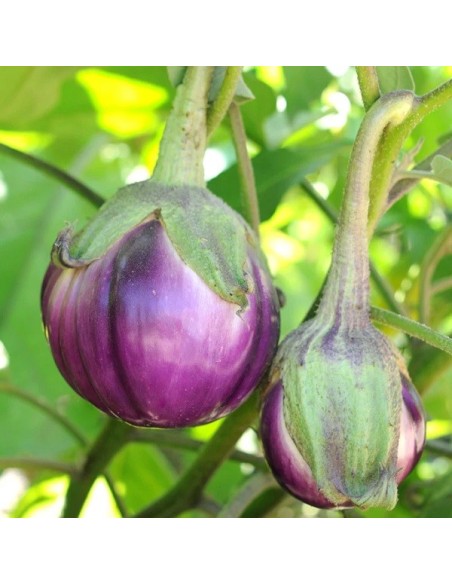Aubergine Thaï mauve