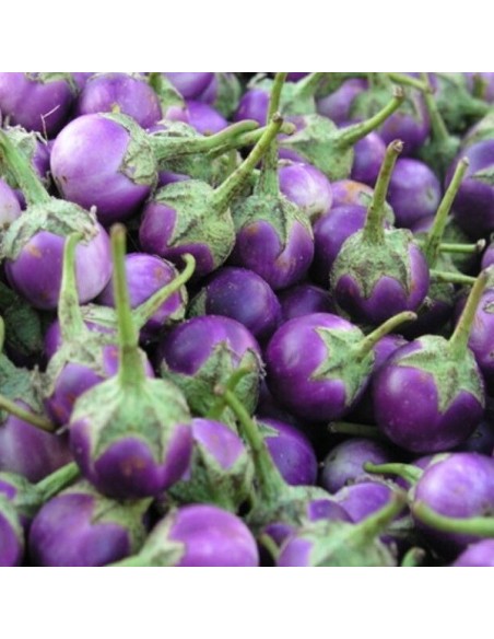 Aubergine Thaï mauve