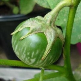 Aubergine Thaï Verte
