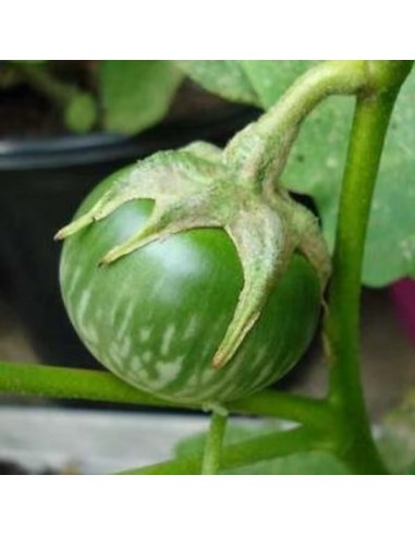 Aubergine Thaï Verte