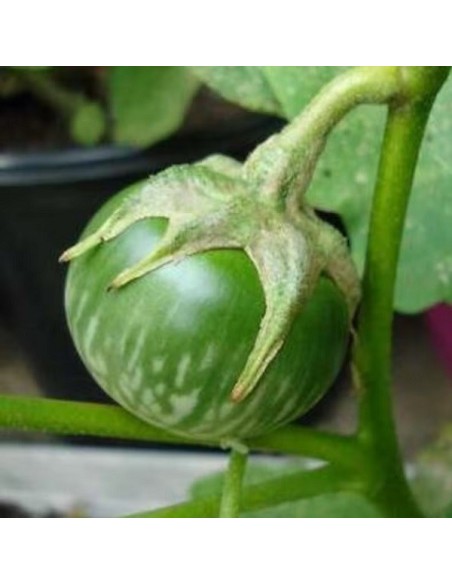 Aubergine Thaï Verte