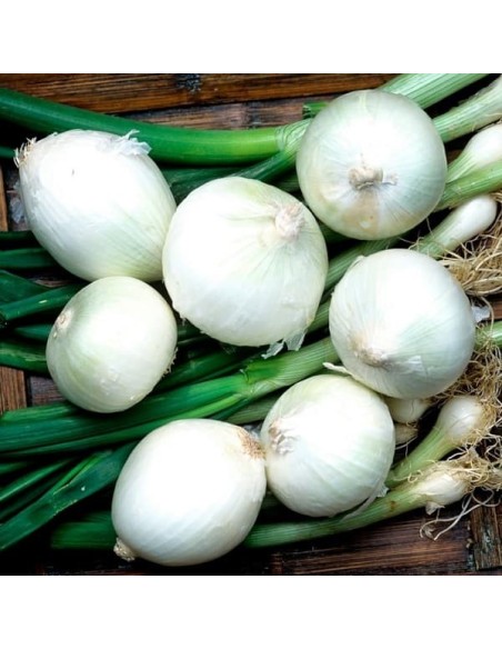 Oignon Blanc de Barletta ( à confire)