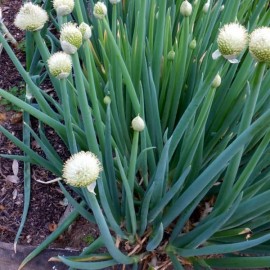 Ciboule commune blanche