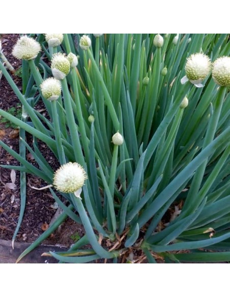 Ciboule commune blanche