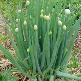 Ciboule commune blanche