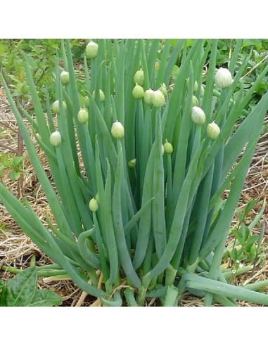 Ciboule commune blanche